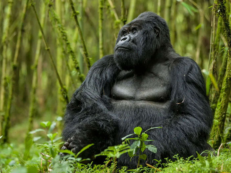 Bwindi