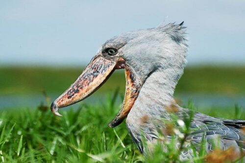 Uganda Birding