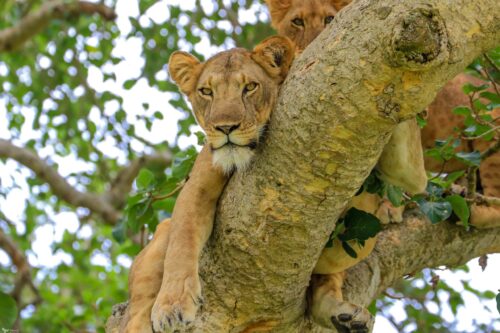 Birding Uganda And Game Drives
