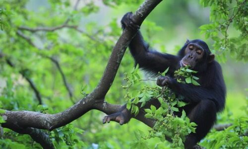 Rwanda Safari