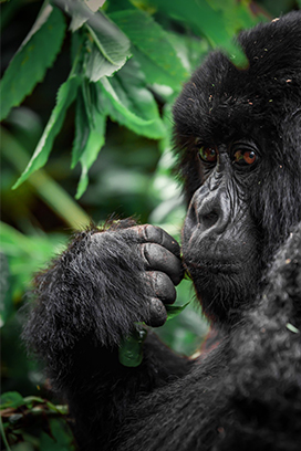 Rwanda Gorilla