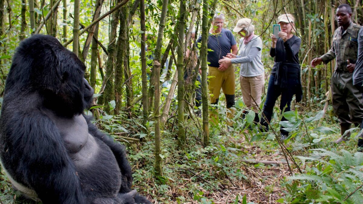 Gorilla trekking in uganda