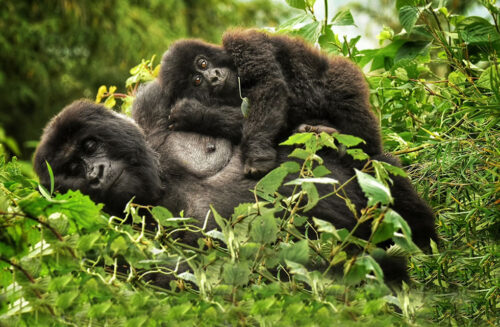 Rwanda Gorilla Safari
