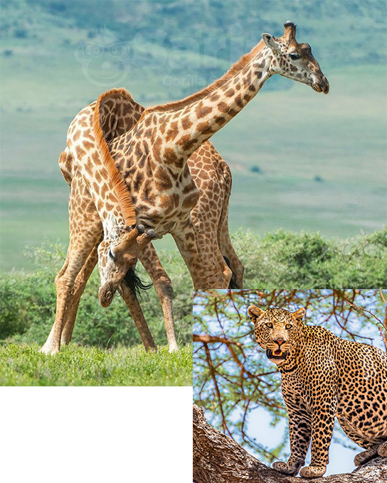 Book a Safari