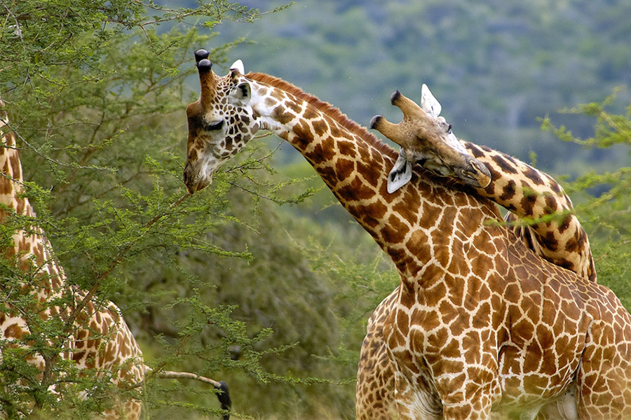 book a safari