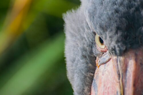 Birding Uganda And Game Drives