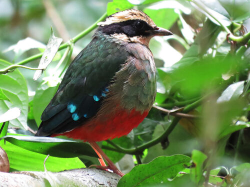 Uganda Birding