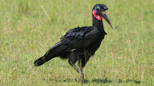 Uganda Birding