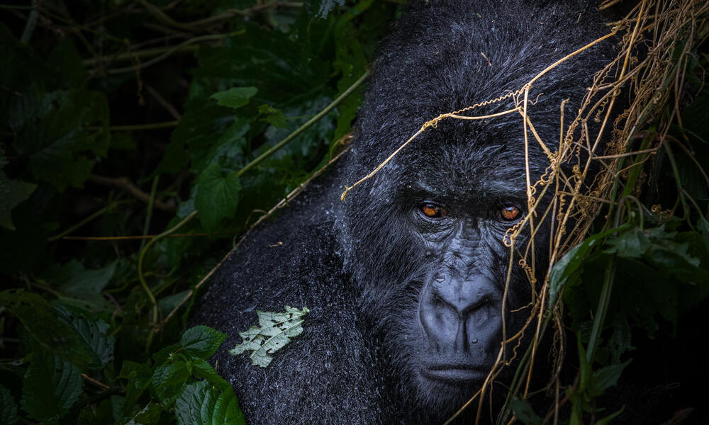 gorilla
