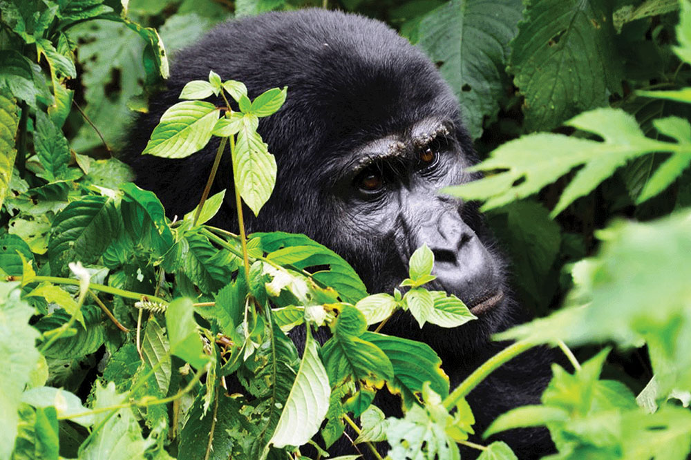 Gorilla
