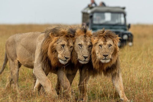 Luxury Safari