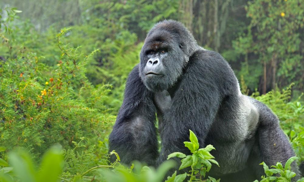 Gorilla Trekking in Volcanoes National Park