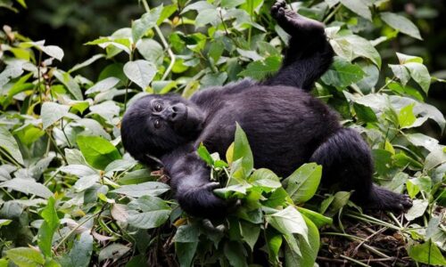 Gorilla
