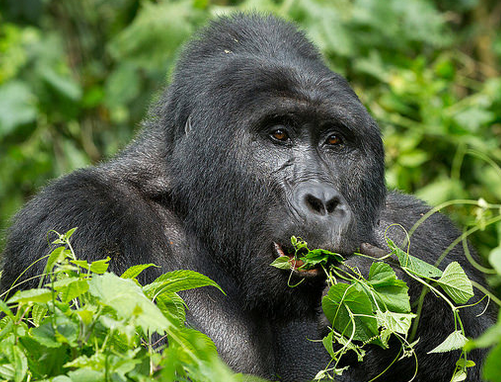 Rwanda Gorilla
