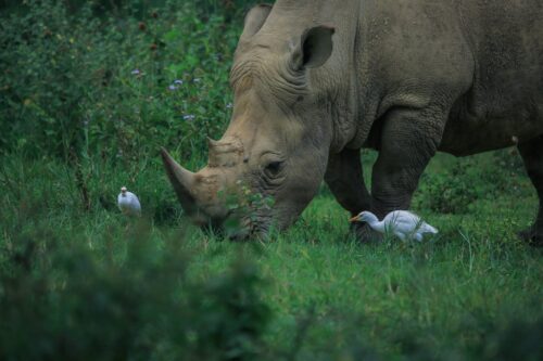 Murchison Falls