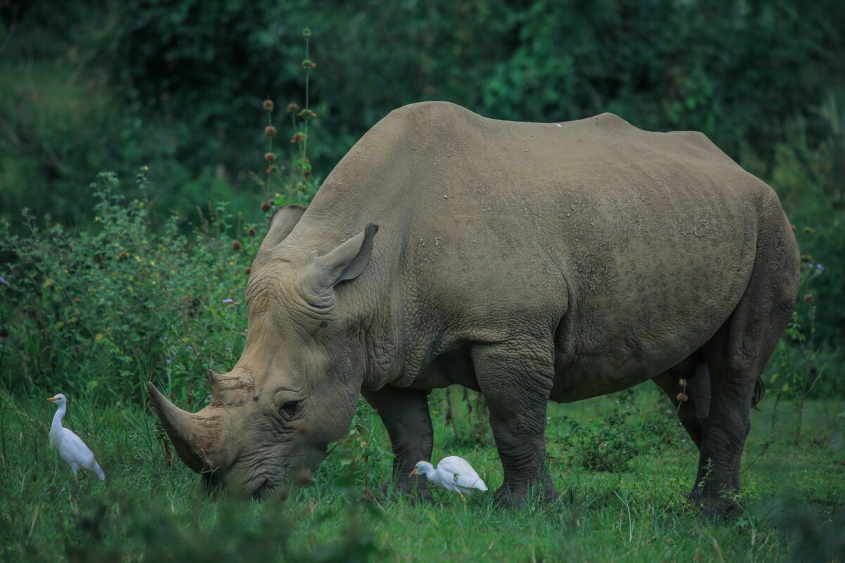 Murchison Falls
