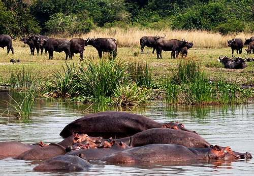 Uganda Safari