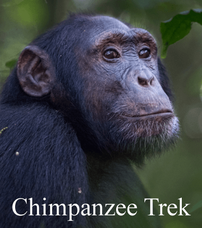 chimpanzee trekking