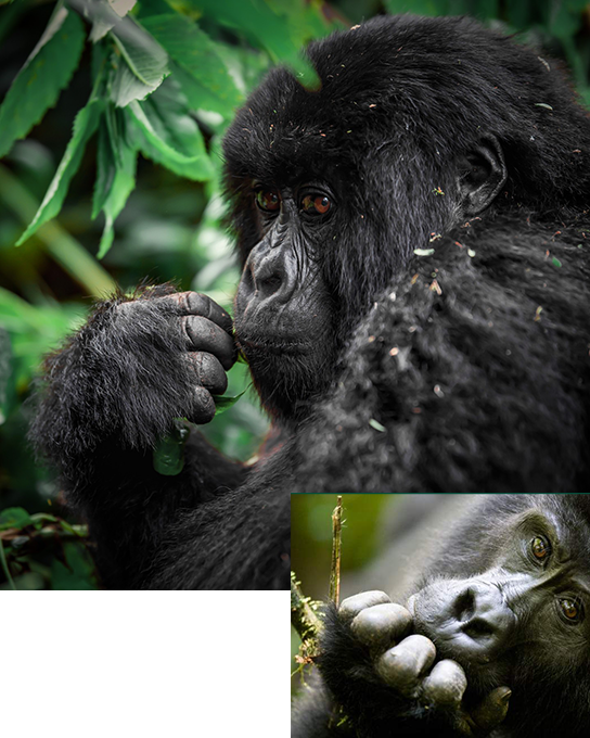 gorilla trekking