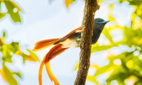 Birding Uganda And Game Drives