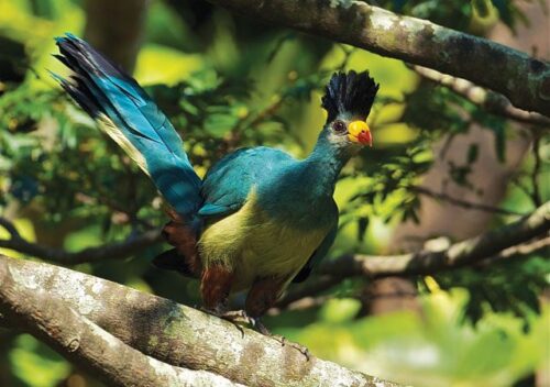Uganda Birding