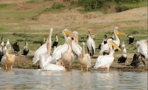 Birding Uganda And Game Drives