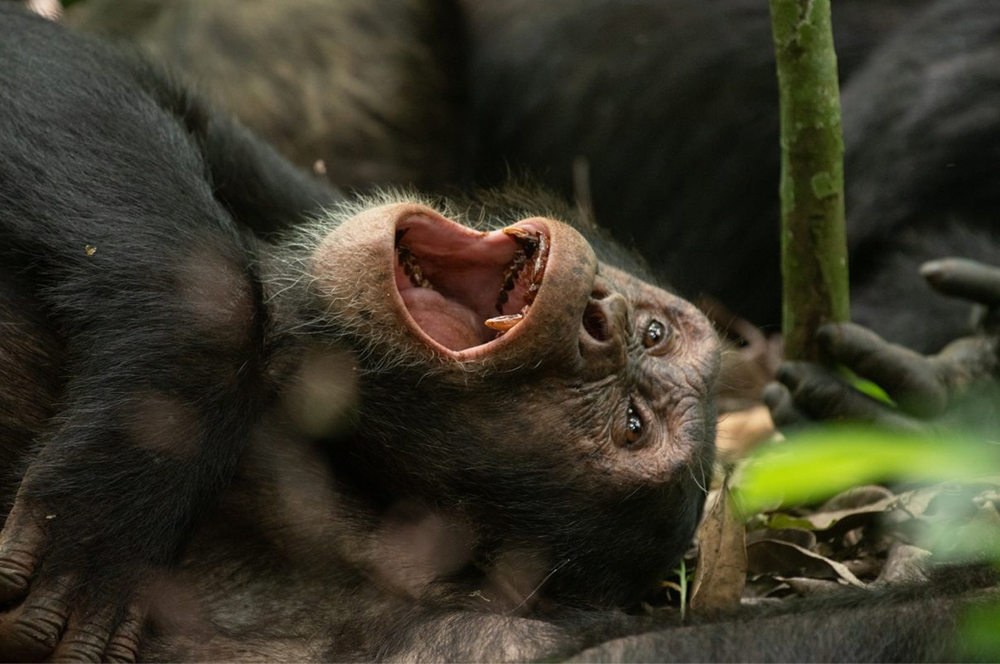 Chimpanzee Trekking