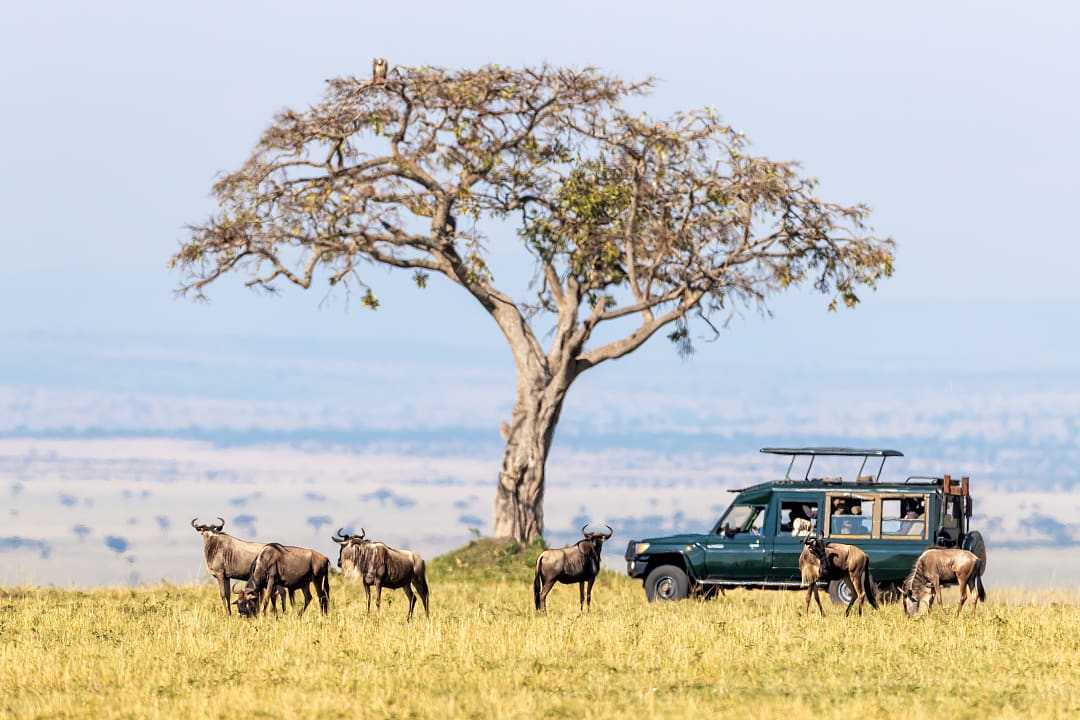 Family Safaris