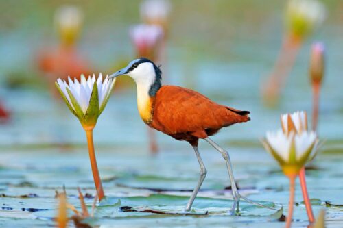 Birding Uganda And Game Drives