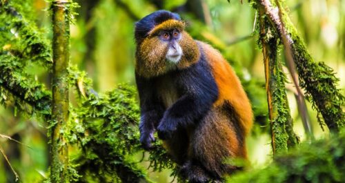 Rwanda Safari