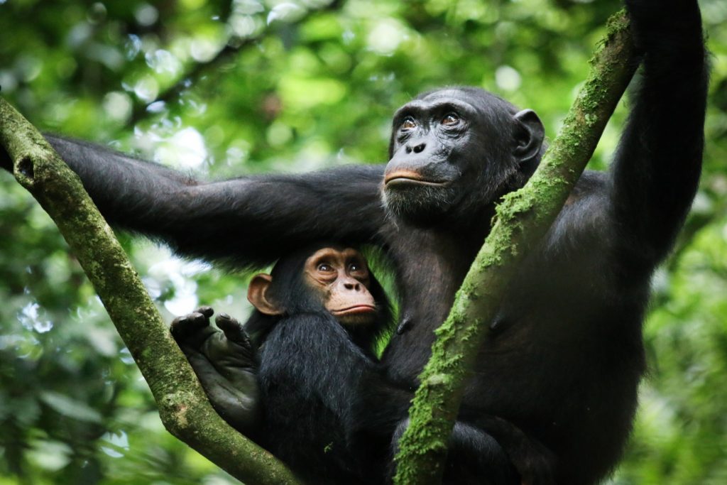 Rwanda Gorilla