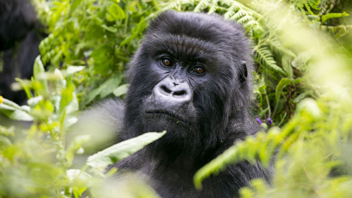 Uganda Gorilla Trekking