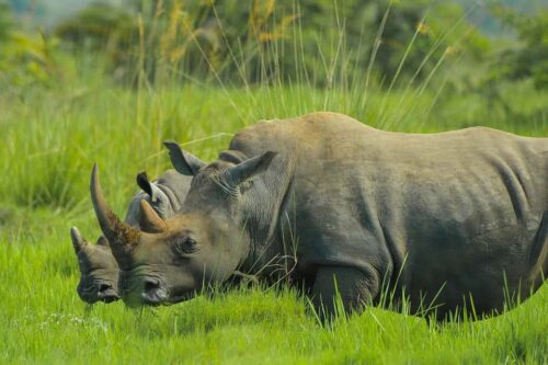 Murchison Falls