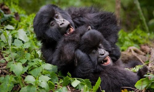 gorilla