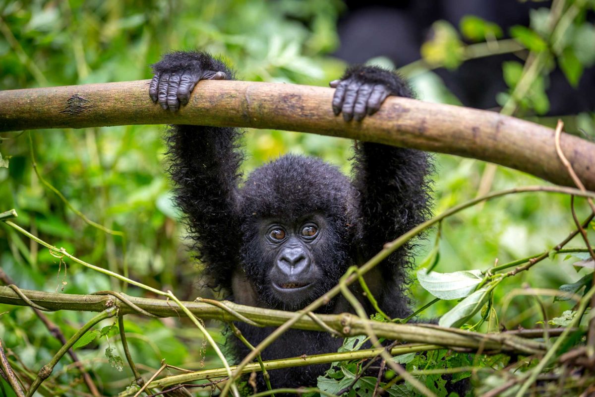 Gorilla