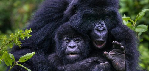 Uganda Gorilla Trekking