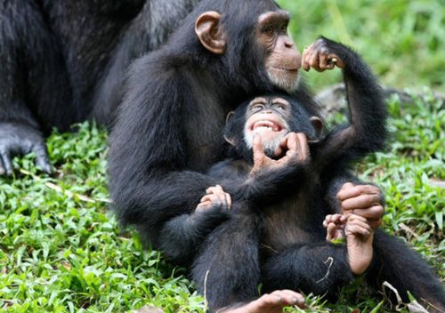 sarit gorilla