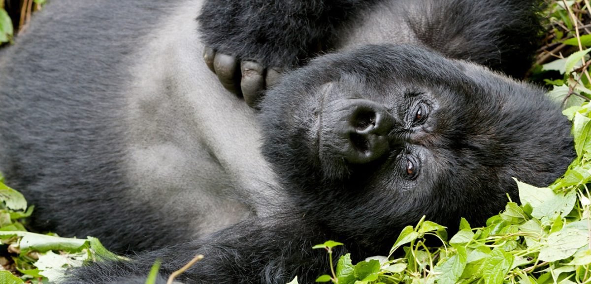 Uganda gorilla