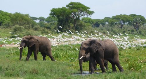 Murchison Falls