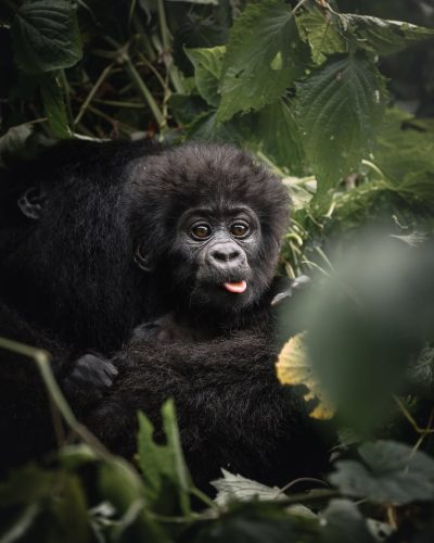 Uganda Gorilla Trekking Safari
