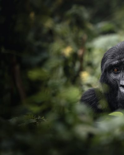 7 Days Uganda Gorilla Trekking Safaris Thrilling Game Drives