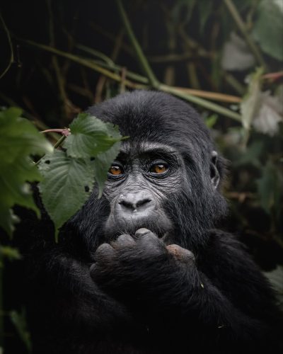 gorilla trekking