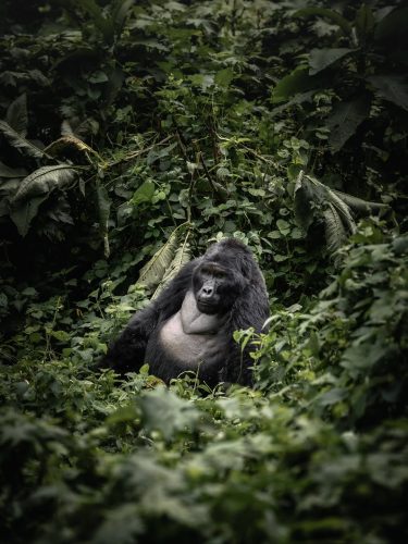 5 Days Uganda Gorilla and Chimpanzee Trekking