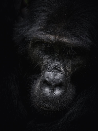 3 Days Bwindi Gorilla Trekking Tour from Kigali