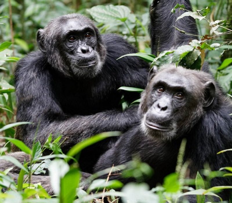 Chimp-1