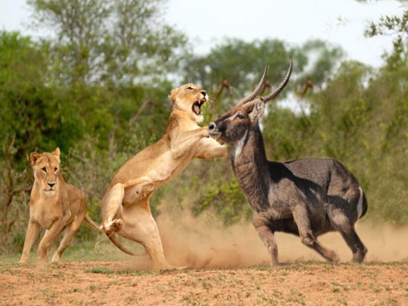 Masai Maraa Reserve