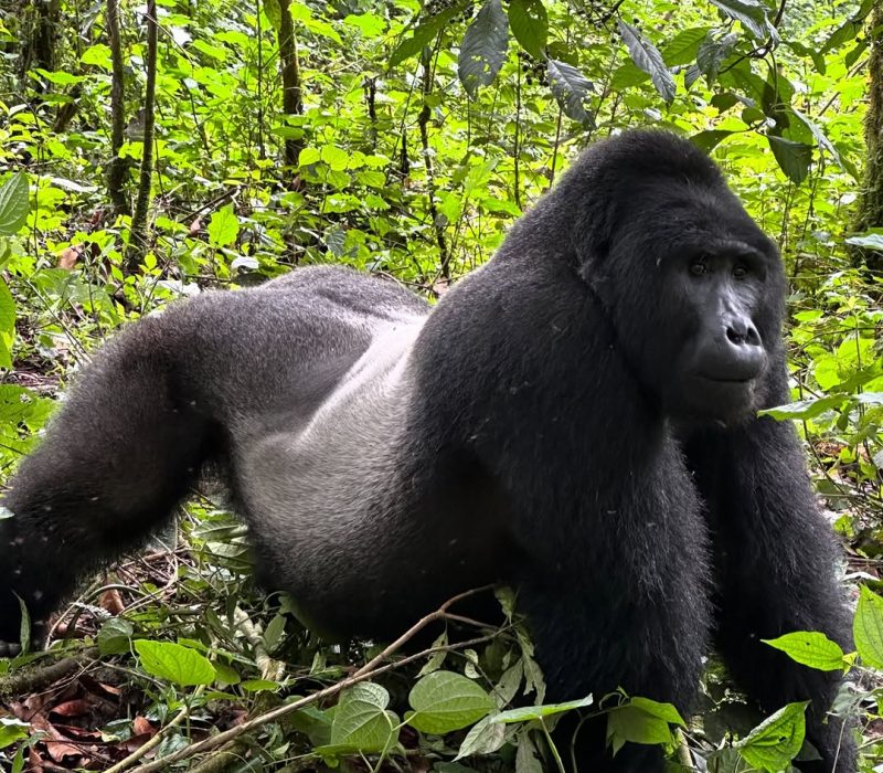 Bwindi Gorilla Trekking