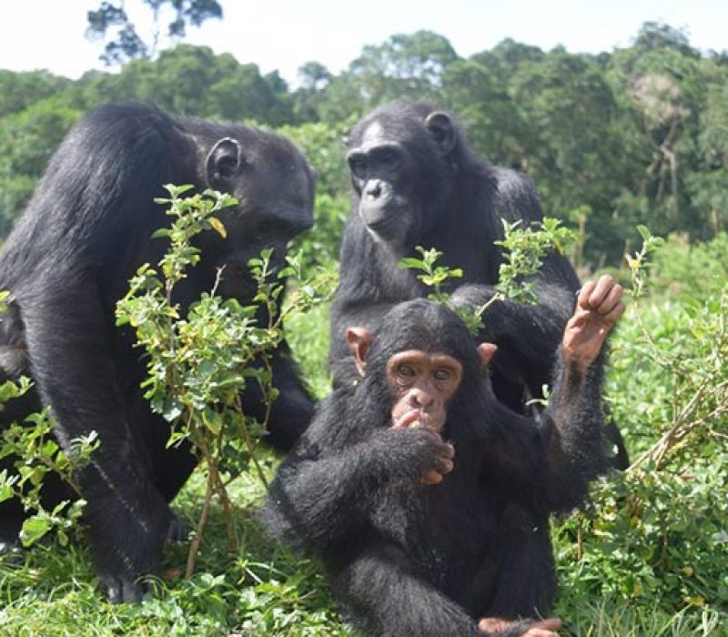 Chimpanzee trekking in ngamba island uganda